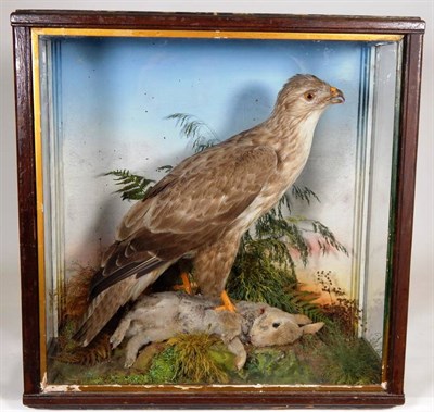 Lot 2250 - Taxidermy: A Common Buzzard with Rabbit Prey (Buteo buteo), circa 1900, by Thomas Jefferies of...