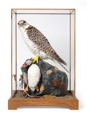Lot 2251 - Taxidermy: A Large Cased Gyr Falcon with an Atlantic Puffin Prey (Falco rusticolus-Fratercula...