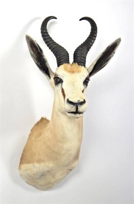 Lot 2252 - Taxidermy: South African Springbok (Antidorcas marsupialis), circa late 20th century, shoulder...