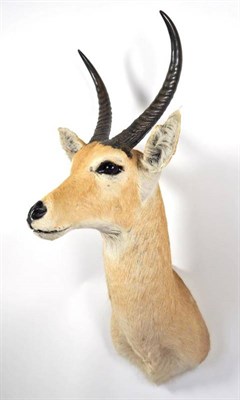 Lot 2253 - Taxidermy: Northern Common Reedbuck (Redunca occidentalis), circa late 20th century, shoulder mount