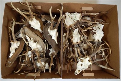 Lot 2254 - Antlers/Horns: Roe Buck (Capreolus capreolus), circa 1960-1975, twenty sets of adult horns on...