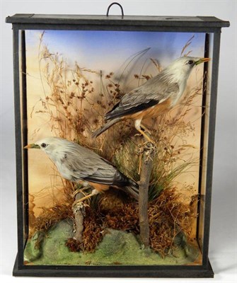 Lot 2258 - Taxidermy: A Late Victorian Cased Pair of Malabar Starlings (Sturnia blythii), circa 1890, by...