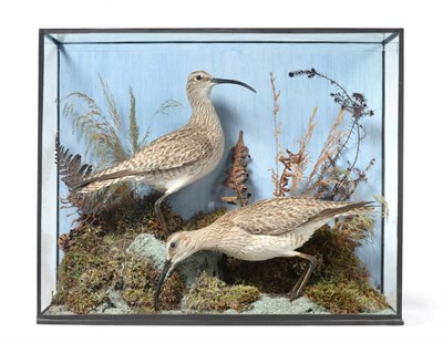 Lot 2259 - Taxidermy: A Cased Pair of Whimbrel (Numenius phaeopus), by H.T. Shopland, Carver, Gilder, 40...