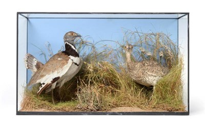 Lot 2260 - Taxidermy: A Cased Pair of Early 20th Century Little Bustards (Tetrax tetrax), a pair of full...