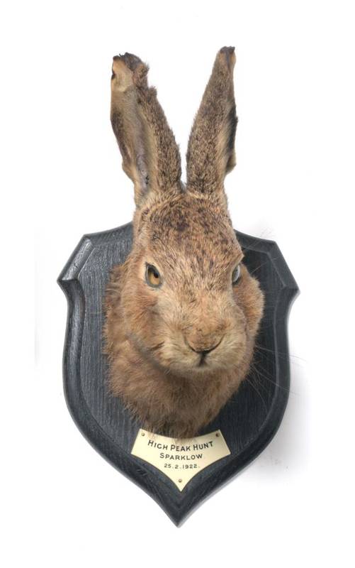 Lot 2262 - Taxidermy: A Hare Head Mount (Lepus timidus), circa 25/02/1922, by Rowland Ward, 166...