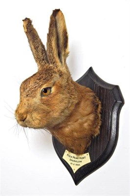Lot 2262 - Taxidermy: A Hare Head Mount (Lepus timidus), circa 25/02/1922, by Rowland Ward, 166...
