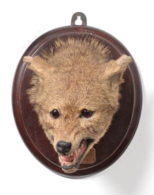 Lot 2263 - Taxidermy: An Indian Jackal Head Mount (Canis aureus), circa 1933-1936, more commonly known as...