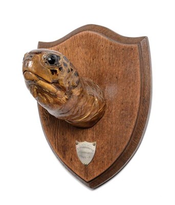 Lot 2264 - Taxidermy: An Edwardian Green Turtle Neck Mount, circa 1906-07, neck mount looking straight...