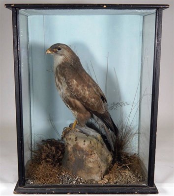 Lot 2265 - Taxidermy: A Cased Common Buzzard (Buteo buteo), circa 1900, full mount stood upon a large faux...