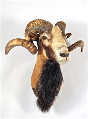 Lot 2266 - Taxidermy: Corsican Sheep (Ovis aries), circa late 20th century, shoulder mount with head...