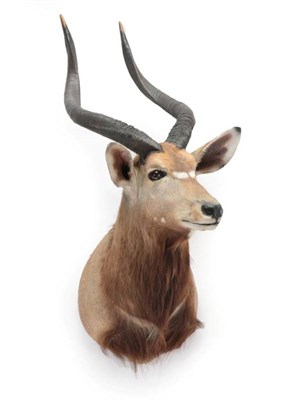 Lot 2267 - Taxidermy: Lowland Nyala (Nyala angasii), circa late 20th century, shoulder mount with head turning