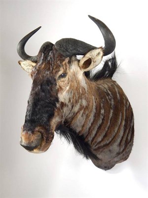 Lot 2268 - Taxidermy: Blue Wildebeest (Connochaetes taurinus), circa late 20th century, shoulder mount looking