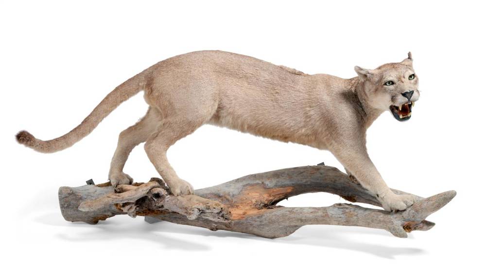 Lot 2269 - Taxidermy: South American Cougar (Puma concolor concolor), circa 1999, Argentina, large full...