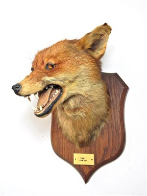 Lot 2274 - Taxidermy: A Red Fox Mask (Vulpes vulpes), circa Jan/03/ 1921, by Peter Spicer & Sons,...