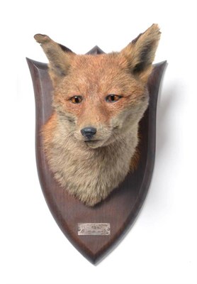 Lot 2276 - Taxidermy: A Red Fox Mask (Vulpes vulpes), circa Oct 12th 1932, by Peter Spicer & Sons,...