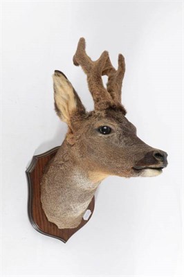 Lot 2281 - Taxidermy: A Pair of Roe Deer Neck Mounts (Capreolus capreolus), by Adrian Johnstone,...