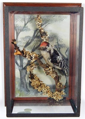 Lot 2282 - Taxidermy: A Wall Cased Lesser-Spotted Woodpecker (Dendrocopos minor), circa 1979, by A.J....