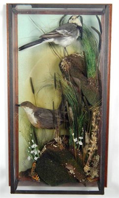 Lot 2284 - Taxidermy: A Wall Cased White-Throated Dipper & Pied Wagtail, circa 1980, by A.J. Armitstead,...
