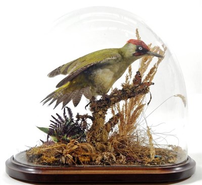 Lot 2285 - Taxidermy: A Green Woodpecker (Picus viridis), circa 1980, by World of Nature, Taxidermy,...