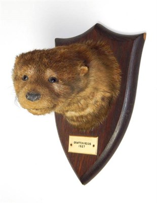 Lot 2287 - Taxidermy: A Eurasian Otter Pup Mask (Lutra lutra), circa 1927, by Peter Spicer & Sons,...