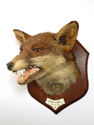 Lot 2288 - Taxidermy: A Red Fox Mask (Vulpes vulpes), circa 20/04/1958, by Thomas Salkeld and Child,...