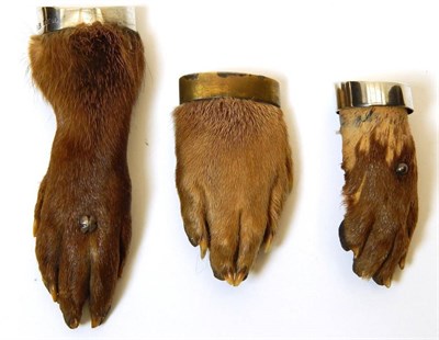 Lot 2290 - Taxidermy: Antique Eurasian Otter Paws (Lutra lutra), circa early 20th century, three various sized