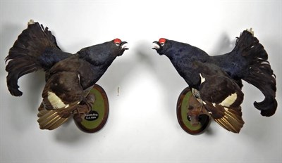 Lot 2291 - Taxidermy: A Pair of Black Grouse (Lyrurus tetrix), circa 02/05/1964, & 03/05/1964, two full...