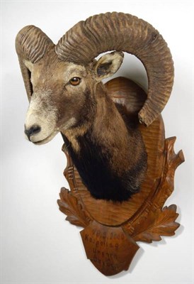 Lot 2292 - Taxidermy: European Mouflon (Ovis orientalis musimon), circa 18/09/2000, shoulder mount looking...