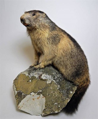 Lot 2293 - Taxidermy: Alpine Marmot (Marmota marmota), circa late 20th century, full mount stood upon a...