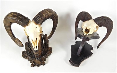 Lot 2294 - Antlers/Horns: European Mouflon (Ovis orientalis musimon), adult horns on cut upper skull,...