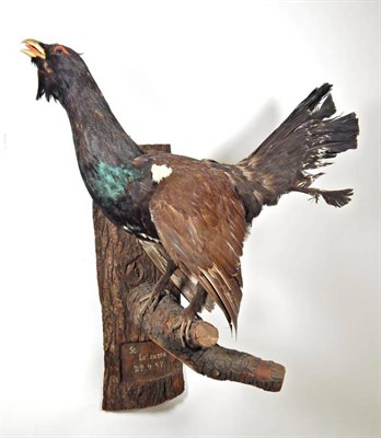 Lot 2295 - Taxidermy: European Game Birds, including a full mount Capercaillie cock bird in calling pose...