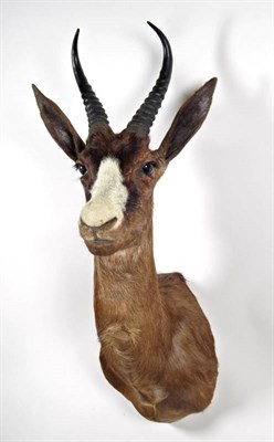 Lot 2303 - Taxidermy: An Unusual Chocolate Brown South African Springbok (Antidorcas marsupialis), modern,...