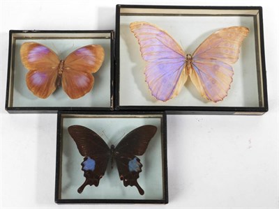 Lot 2305 - Entomology: Three Butterfly Specimens, circa early-mid 20th century, by Janson & Son, Gt...