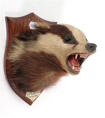 Lot 2306 - Taxidermy: A European Badger Mask (Meles meles), circa Jan. 28. 1942, by Henry Murray & Sons,...