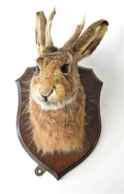 Lot 2307 - Taxidermy: A Hybrid Hare Head Mount (Lupus timidus), by Brian Lancaster, Taxidermy, Bedale, Nth...