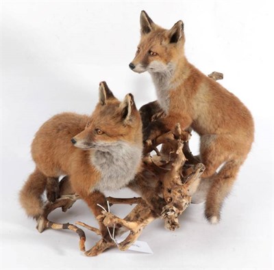 Lot 2308 - Taxidermy: A Pair of Red Fox Cubs (Vulpes vulpes), by Brian Lancaster, Taxidermy, Bedale, Nth...