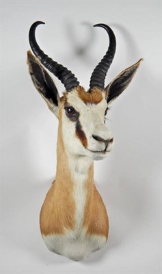 Lot 2309 - Taxidermy: South African Springbok (Antidorcas marsupialis), modern, high quality shoulder...