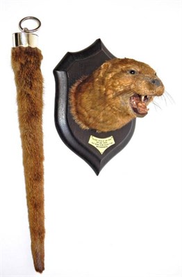 Lot 2310 - Taxidermy: A Eurasian Otter Mask and Tail Rudder (Lutra lutra), circa 13/06/1921, by Rowland...