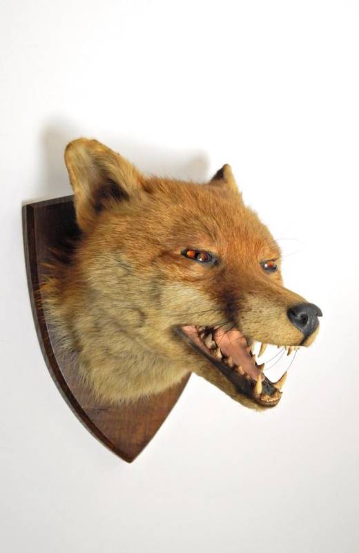 Lot 2311 - Taxidermy: A Red Fox Mask (Vulpes vulpes), circa 1930, by F.W. Bartlett, Taxidermist, 23 High...