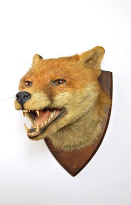 Lot 2311 - Taxidermy: A Red Fox Mask (Vulpes vulpes), circa 1930, by F.W. Bartlett, Taxidermist, 23 High...