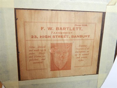 Lot 2311 - Taxidermy: A Red Fox Mask (Vulpes vulpes), circa 1930, by F.W. Bartlett, Taxidermist, 23 High...