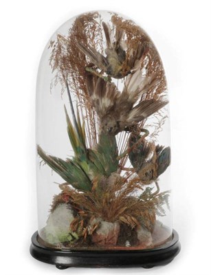 Lot 2313 - Taxidermy: A Victorian Diorama of Tropical Birds, circa 1870-1900, a display of four various...