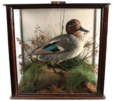 Lot 2314 - Taxidermy: A Late Victorian Cased Eurasian Teal (Anas crecca), full mount drake stood upon a...