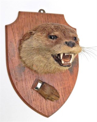 Lot 2315 - Taxidermy: A Eurasian Otter Mask and Mounted Paw (Lutra lutra), circa 29/08/1925, by Edward...