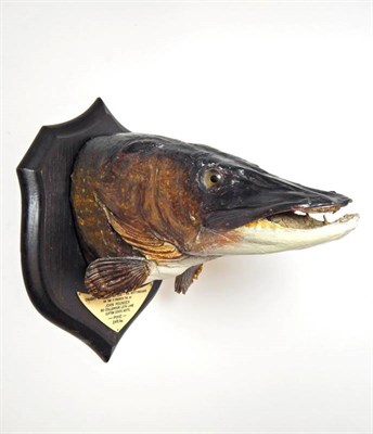 Lot 2317 - Taxidermy: A Preserved Northern Pike Head Mount (Esox lucius), circa 1956, by Rowland Ward, The...