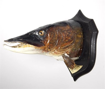 Lot 2317 - Taxidermy: A Preserved Northern Pike Head Mount (Esox lucius), circa 1956, by Rowland Ward, The...