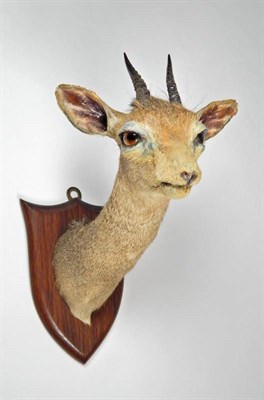 Lot 2322 - Taxidermy: A Kirk's Dik Dik (Madoqua kirkii), circa 1920, by Peter Spicer & Sons, Taxidermists,...