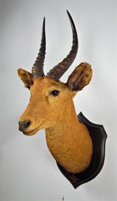 Lot 2323 - Taxidermy: Senga Puku (Kobus vardonii senganus), circa 1925, by Rowland Ward, 167 Piccadilly,...