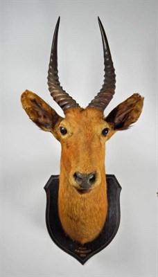 Lot 2323 - Taxidermy: Senga Puku (Kobus vardonii senganus), circa 1925, by Rowland Ward, 167 Piccadilly,...