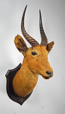 Lot 2323 - Taxidermy: Senga Puku (Kobus vardonii senganus), circa 1925, by Rowland Ward, 167 Piccadilly,...